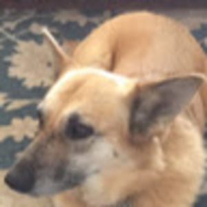 Meet your Posher, Max